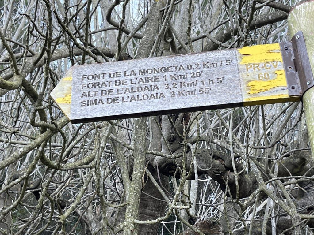 Flora mediterránea con muérdago en tramo de bosque