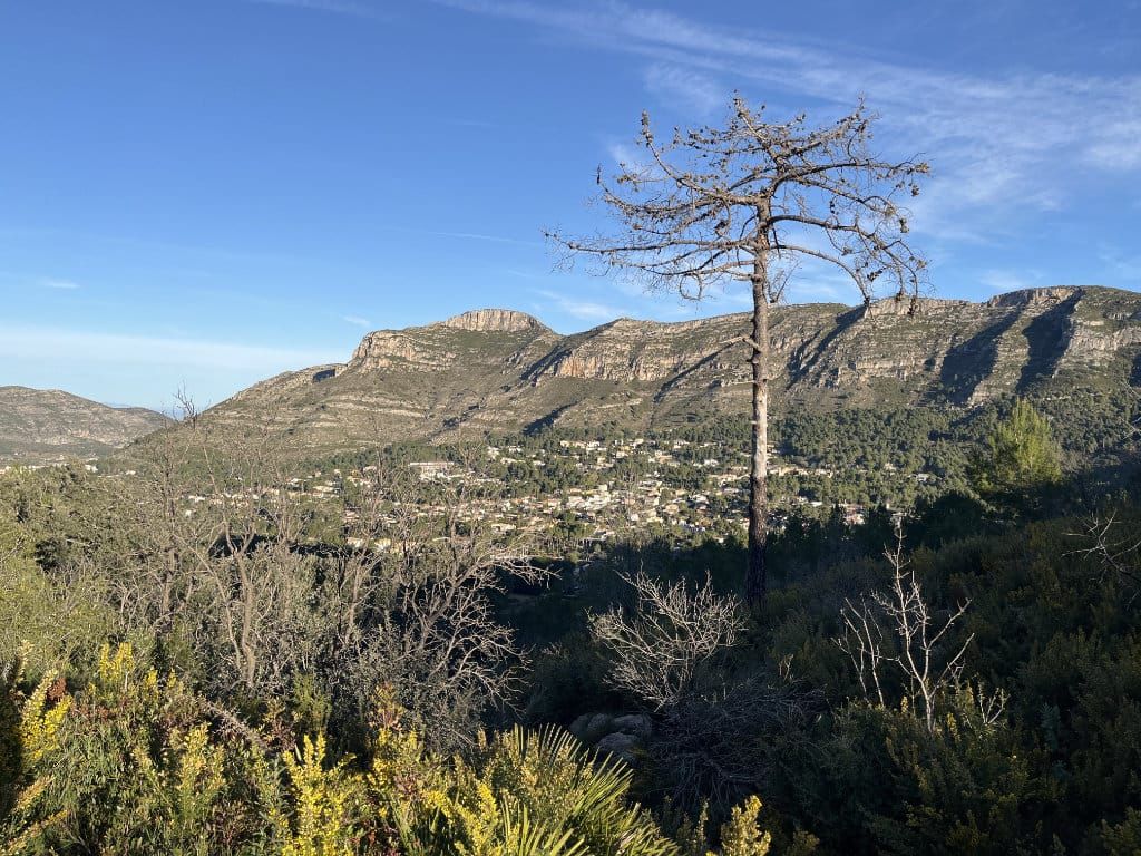 Camino arbolado en el entorno de la Marjal de Gandia